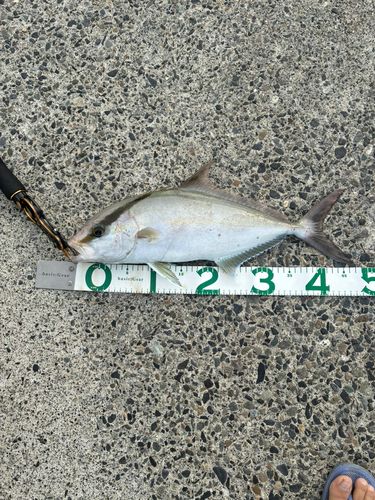 ヒレナガカンパチの釣果