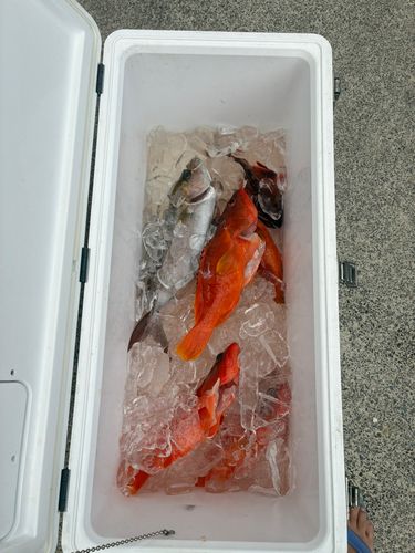 カンパチの釣果
