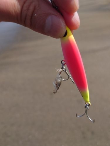 カニの釣果