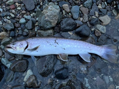 アメマスの釣果