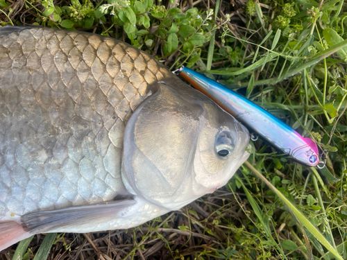 ヘラブナの釣果
