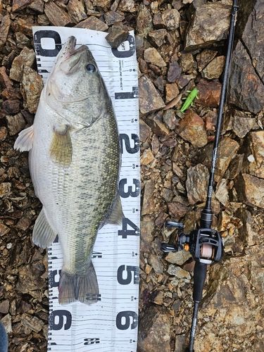 ブラックバスの釣果