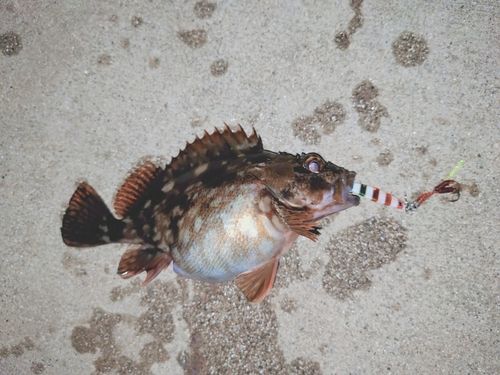 カサゴの釣果