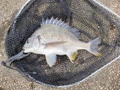 キビレの釣果