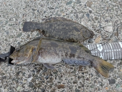 アブラコの釣果