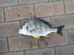 キビレの釣果