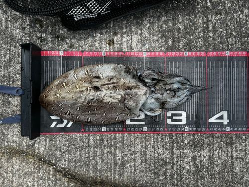 カミナリイカの釣果