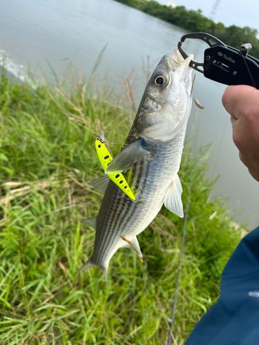 ボラの釣果