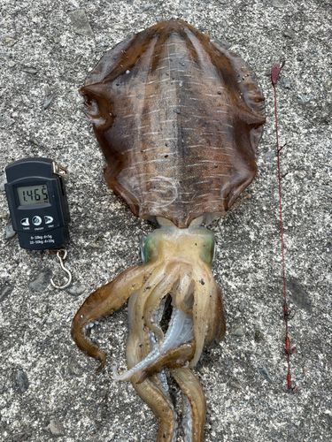 アオリイカの釣果