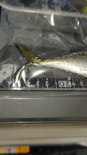 サバの釣果