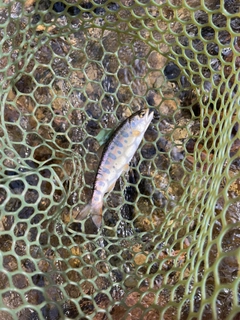 ヤマメの釣果