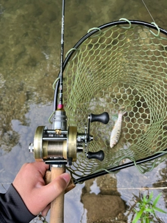 ヤマメの釣果