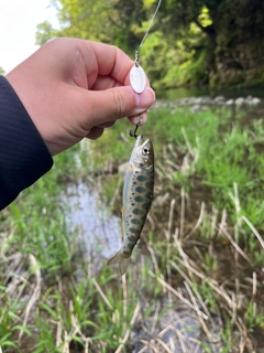 ヤマメの釣果