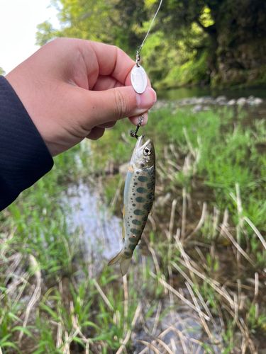 ヤマメの釣果