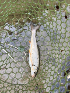 ウグイの釣果