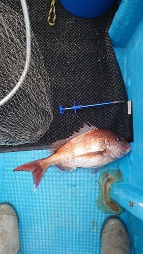 マダイの釣果