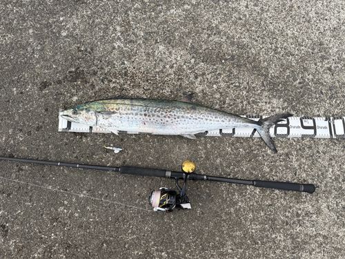 サワラの釣果