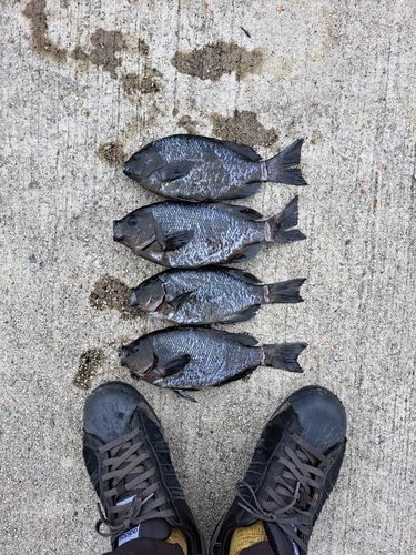 グレの釣果
