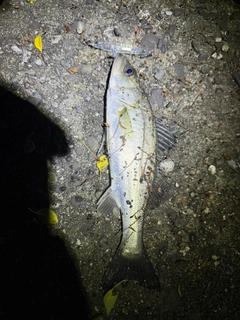 セイゴ（マルスズキ）の釣果