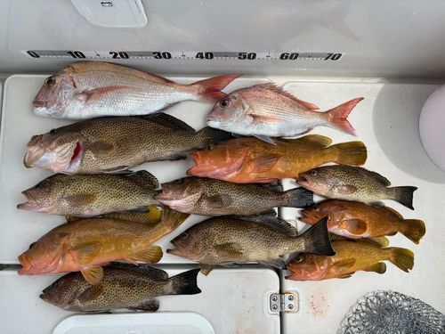 マダイの釣果