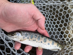 ヤマメの釣果