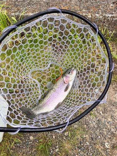 トラウトの釣果