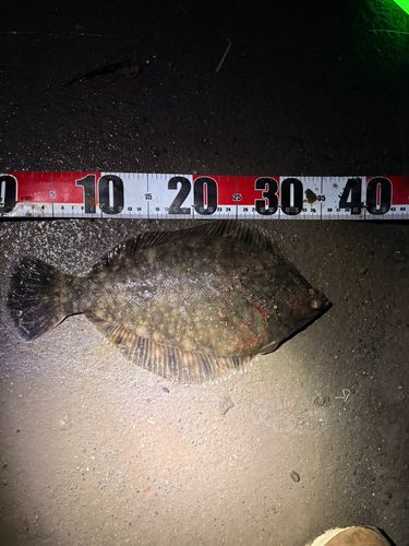 マコガレイの釣果