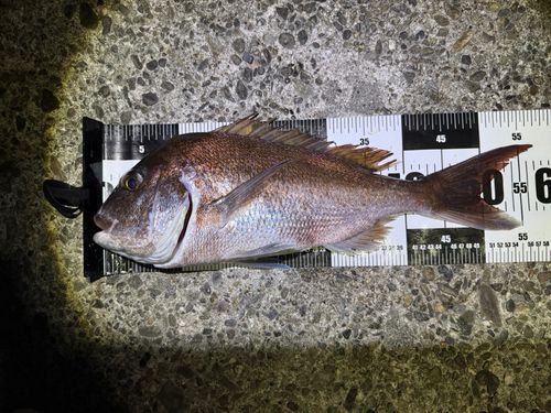 タイの釣果