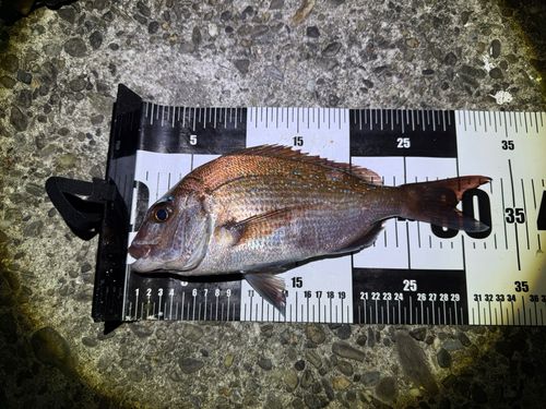 タイの釣果