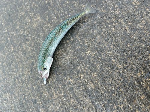 サバの釣果