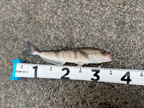 ホッケの釣果