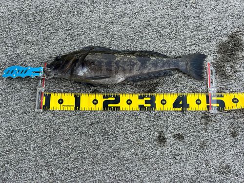 アイナメの釣果