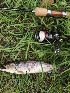 ヤマメの釣果