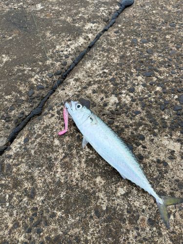 サバの釣果