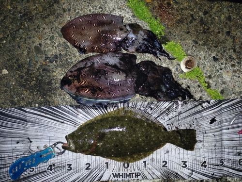 モンゴウイカの釣果