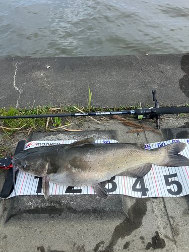 アメリカナマズの釣果