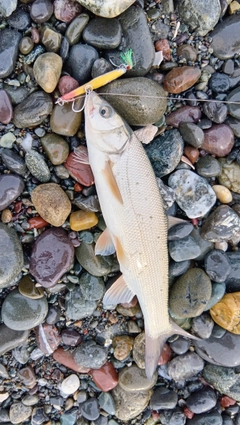 ウグイの釣果