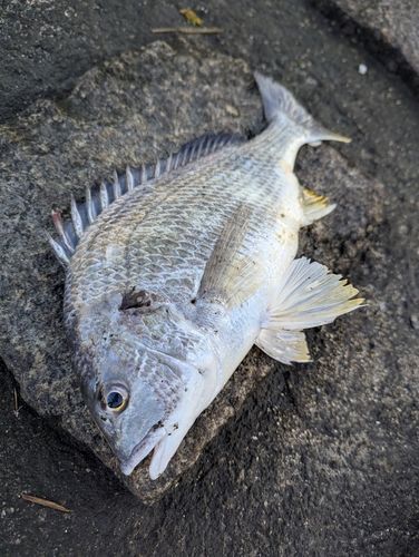 キビレの釣果