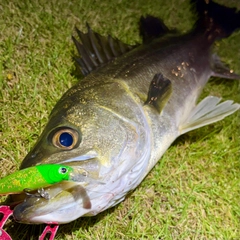 フッコ（マルスズキ）の釣果