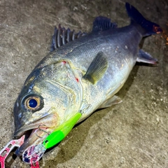 フッコ（マルスズキ）の釣果