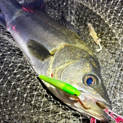 フッコ（マルスズキ）の釣果