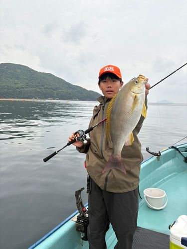 イサキの釣果