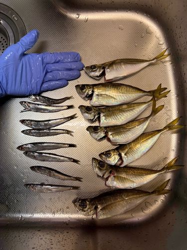 アジの釣果