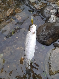 ニジマスの釣果