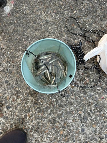 カタクチイワシの釣果