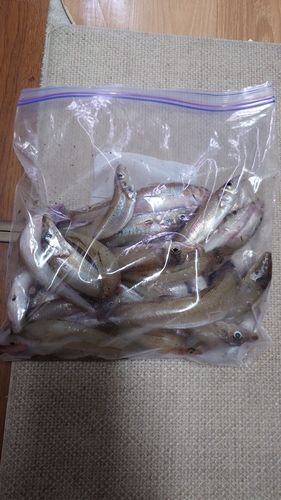 キスの釣果