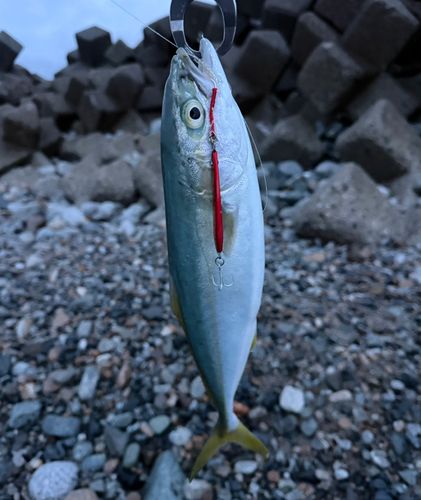 コズクラの釣果