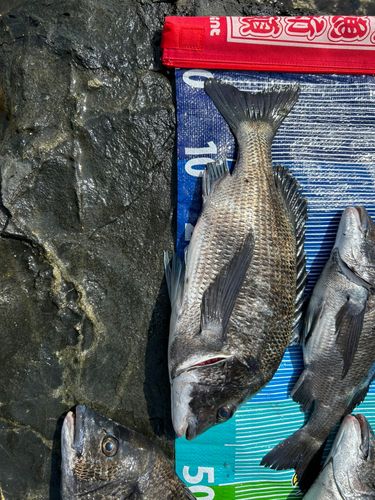 チヌの釣果
