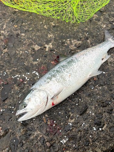 サクラマスの釣果