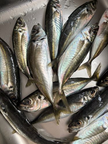 アジの釣果